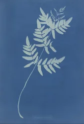 Osmunda Rigalis (Australien)